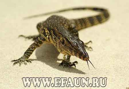 Варан в пустыне