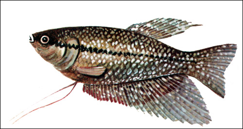 Жемчужный гурами (Trichogaster leerii), Рисунок картинка