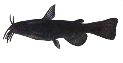 Темный сом-кошка (Ictaluris melas), Рисунок картинка