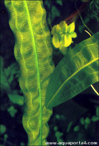 Апоногетон Берниера (Aponogeton bernierianus), Фото фотография