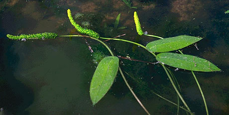 Апоногетон квинслендский (Aponogeton queenslandicus), Фото фотография