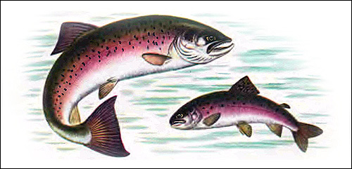 Аральский лосось (Salmo trutta aralensis), Рисунок картинка