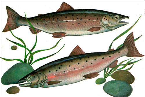 Аральский лосось (Salmo trutta), Рисунок картинка