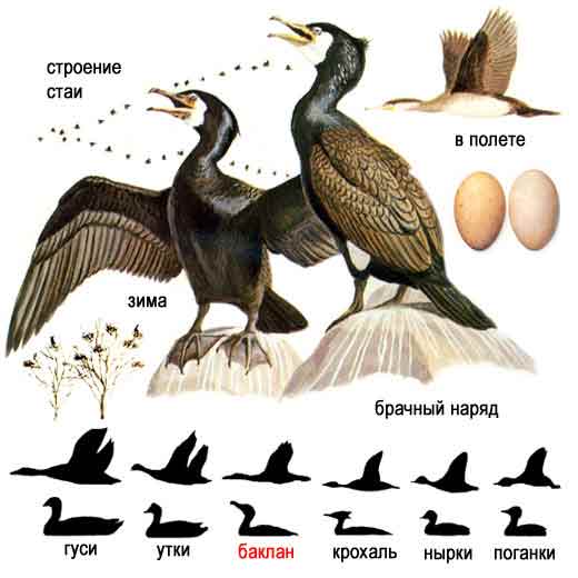 Баклан Фото Птицы