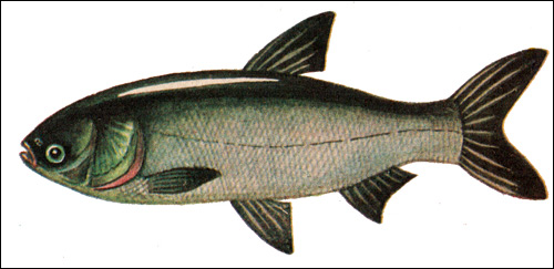 Белый толстолобик, обычный толстолобик (Hypophthalmichthys molitrix), Рисунок картинка