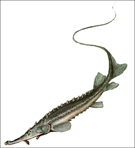 Большой амударьинский лжелопатонос (Pseudoscaphirhynchus kaufmanni), Рисунок картинка