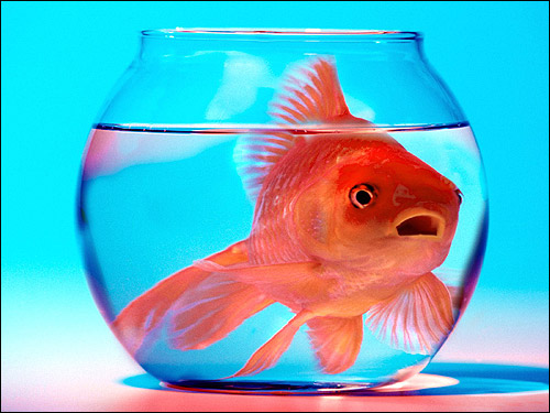 Золотая рыбка в круглом аквариуме, Фото фотография