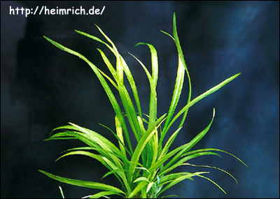 Эхинодорус Бертера (Echinodorus berteroi), Фото фотография с http://heimrich.de/images\E205.jpg