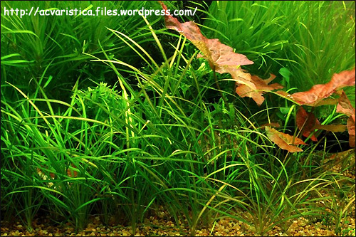 Эхинодорус нежненький (Echinodorus tenellus), Фото фотография с http://acvaristica.files.wordpress.com/2008/10/echinodorus-tenellus.jpg