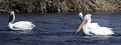 Наиболее многочисленных видов Наиболее многочисленных видов