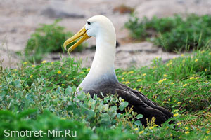 И искусно улавливаются И искусно улавливаются
