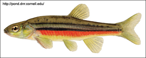 Гольян (Phoxinus eos), Рисунок картинка с http://pond.dnr.cornell.edu/nyfish/cyprinidae/northern_redbelly_dace.jpg
