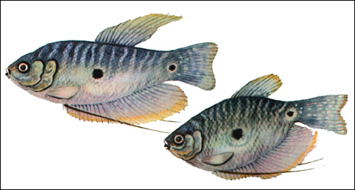 Гурами пятнистый (Trichogaster trichopterus), Рисунок картинка