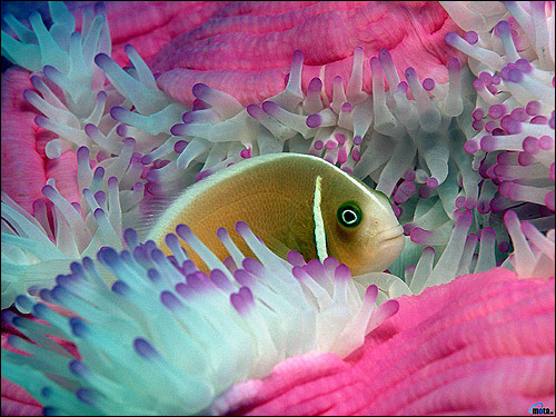 Рыбка в актинидии, Фото фотография