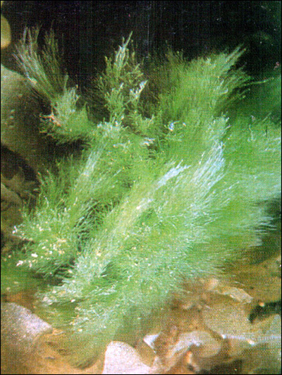Акросифония Зондера (Acrosiphonia sonderi), Фото фотография