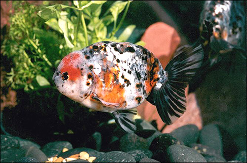 Золотая рыбка едоно шики, Фото фотография