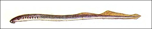 Каспийская минога (Caspiomyzon wagneri), Фото фотография
