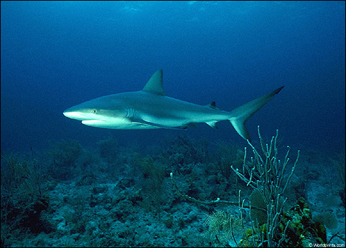 Рифовая акула, Фото фотография