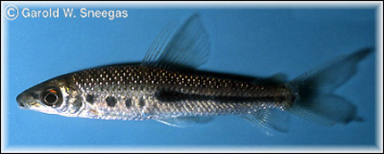 Лепорин чернополосый (Leporinus nigrotaeniatus), Фото фотография с http://gwsphotos.com/images\1716.jpg