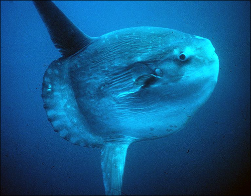 Луна-рыба (Mola mola), Фото фотография с http://upload.wikimedia.org/wikipedia/commons/thumb/9/98/Mola_mola.jpg/767px-Mola_mola.jpg