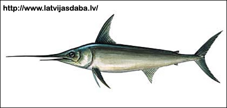 Меч-рыба (Xiphias gladius), Рисунок картинка