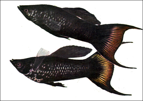 Черная моллинезия (Poecilia sphenops, Mollienesia sphenops), Рисунок картинка