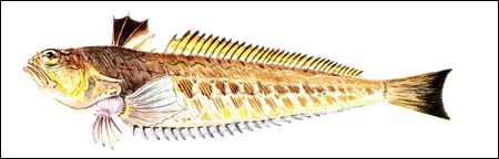 Морской дракон (Trachinus draco), Рисунок картинка
