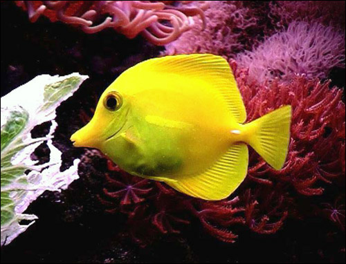 Желтая морская рыбка, Фото фотография