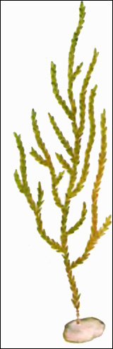 Мох обыкновенный ключевой (Fontinalis antipyretica), Картинка рисунок