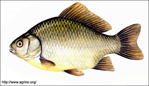 Обыкновенный карась (Carassius carassius), Рисунок картинка с http://www.agrino.org/fishing/photos/freshfish/crucian-carp.jpg