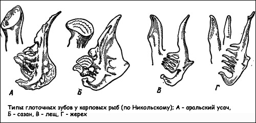 Типы глоточных зубов у карповых рыб, Рисунок картинка