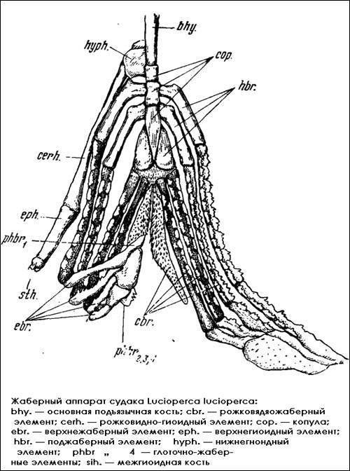 Жаберный аппарат судака (Lucioperca lucioperca), Рисунок картинка