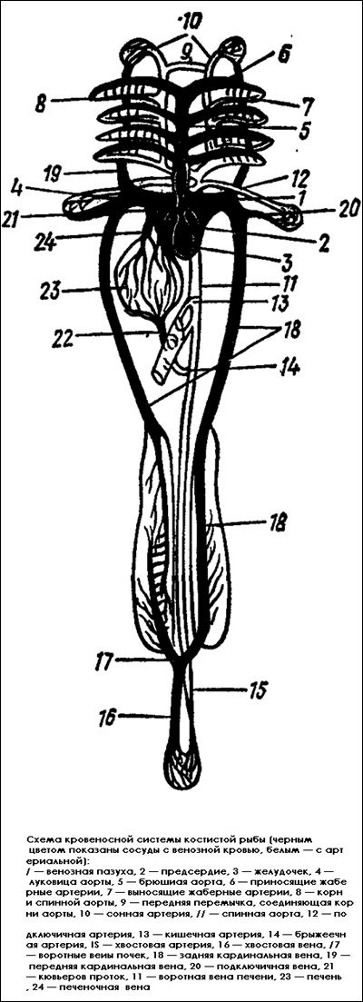 Схема кровеносной системы костистой рыбы, Рисунок картинка