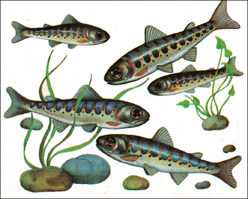 Молодь лосося (Saimo), Рисунок картинка