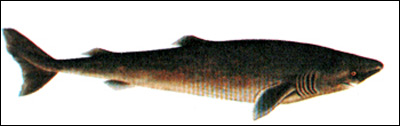 Полярная акула, ледовая акула (Somniosus microcephalus), Рисунок картинка