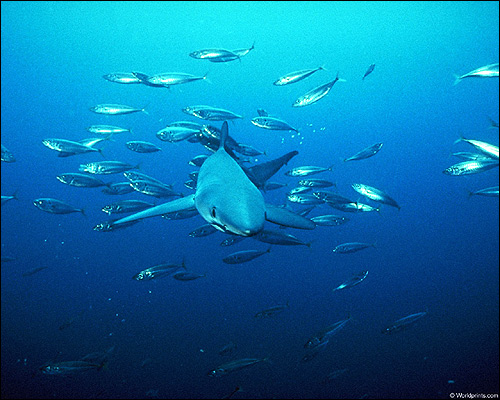 Голубая акула (Prionace glauca), Фото фотография
