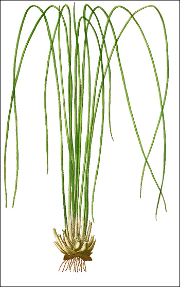 Полушник озерный (Isoetes lacustris), Рисунок картинка с http://delta-intkey.com/britly/images\ebot1826.jpg