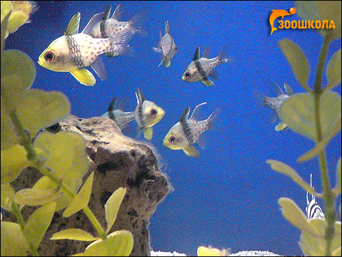 Морской аквариум. Паттайя, Фото фотография