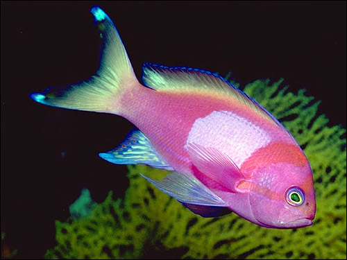 Розовая рыба, Фото фотография