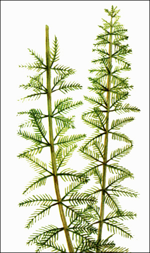 Перистолистник бразильский (Myriophyllum brasiliense), Картинка рисунок