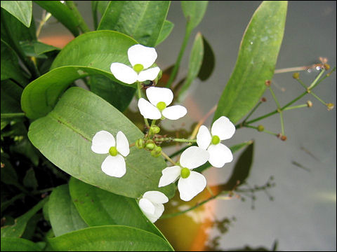 Стрелолист злаковый (Sagittaria graminea), Фото фотография с http://www.botanic.jp/plants-na/naomod_2.jpg