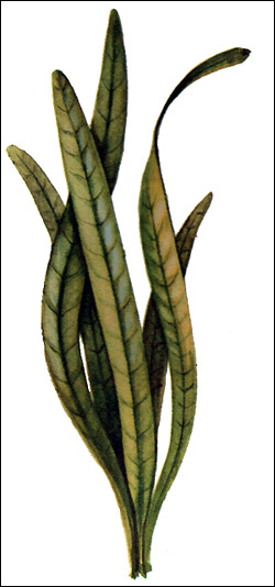 Стрелолист широколистный (Sagittaria platyphylla), Картинка рисунок