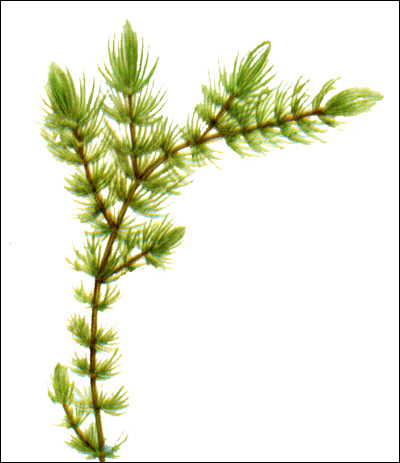 Роголистник погруженный (Ceratophyllum demersum), Рисунок картинка