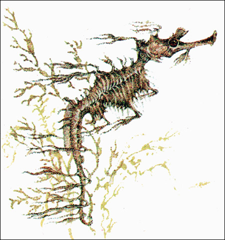 Конёк-тряпичник (Phyllopteryx eques), Рисунок картинка