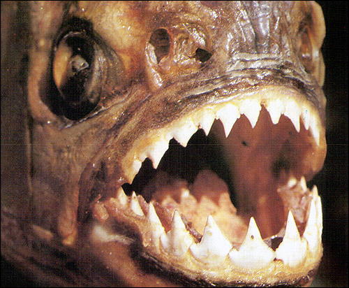 Зубы пираньи крупным планом, Фото фотография