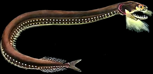 Глубоководная рыба - тактостома (Tactostoma), Рисунок картинка