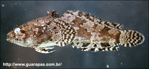 Potamobatrachus trispinosus, Фото фотография с 