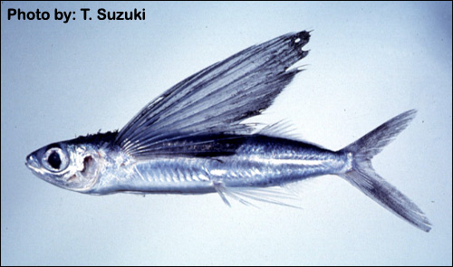 Летучая рыба (Cypselurus starksi), Фото фотография