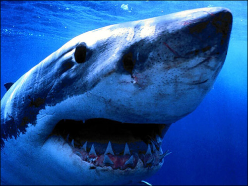 Белая акула (Carcharodon carcharias), Фото фотография
