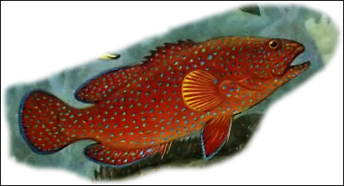 Красный групер (Epinephelus morio), Рисунок картинка